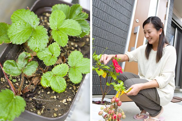 実のなる植物がお好きという奥様。「来年夏にはゴーヤで緑のカーテンを」と計画中とか。