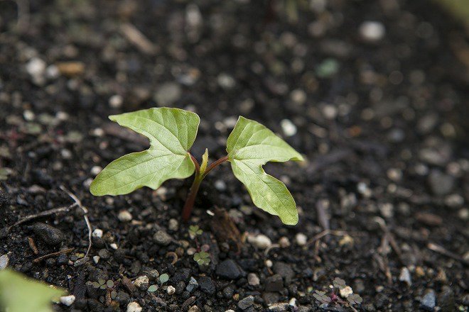 お庭のプランターには、奥様が植えた種から小さな芽が！