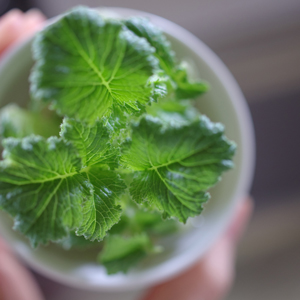 意外に多い食材ロスをなくす