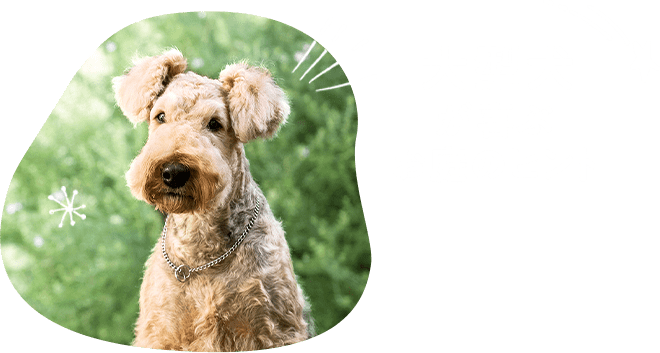 大型犬が喜ぶお庭のヒント