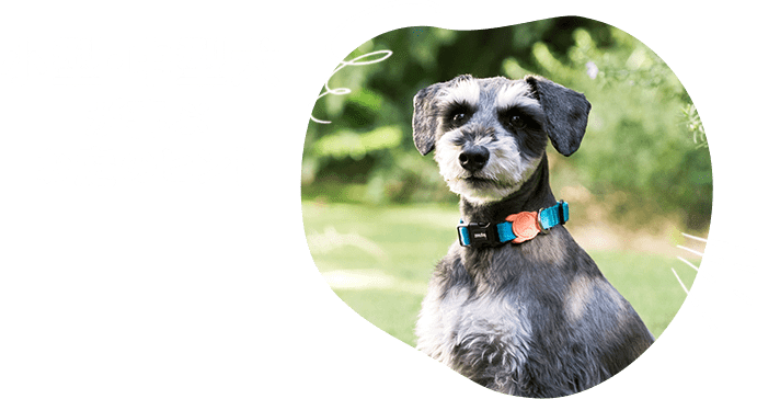 小型・中型犬が喜ぶお庭のヒント