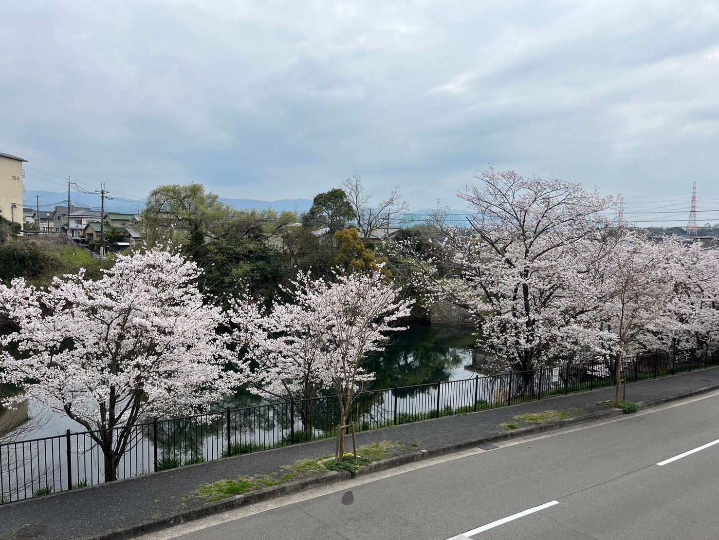 眺望　春のバルコニーからは綺麗な桜が一望でき魅力的です。(2024.4.7撮影)
