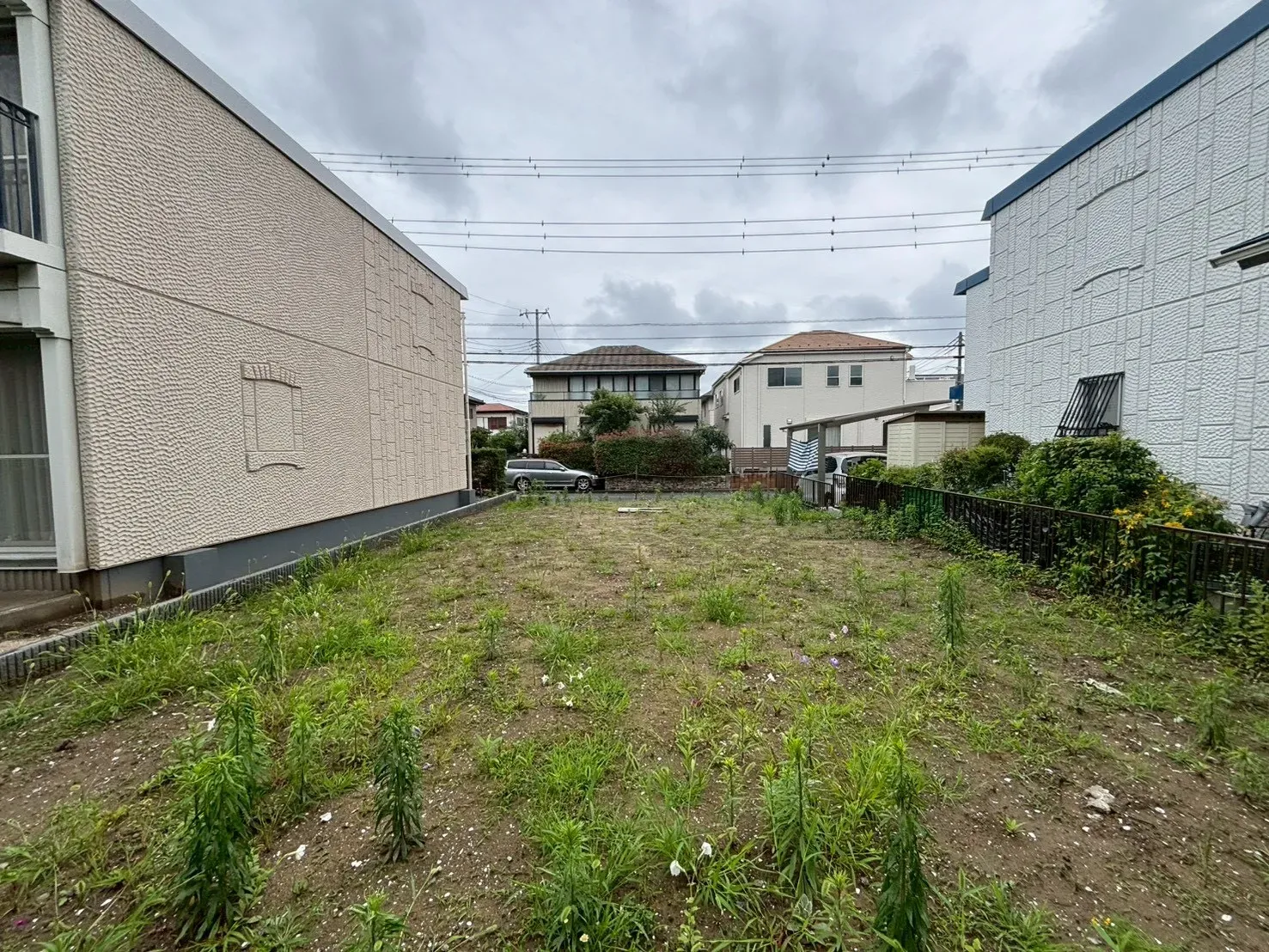 現地写真(撮影:6/28)