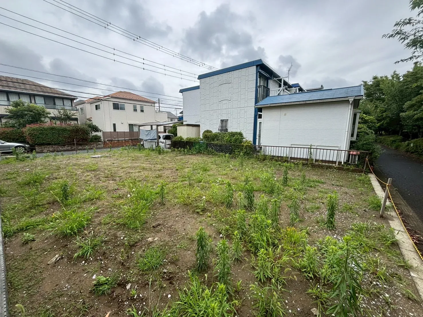 現地写真(撮影:6/28)