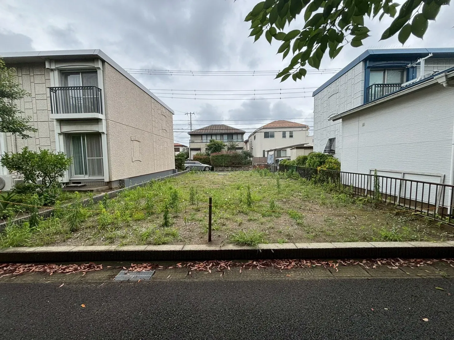 現地写真(撮影:6/28)