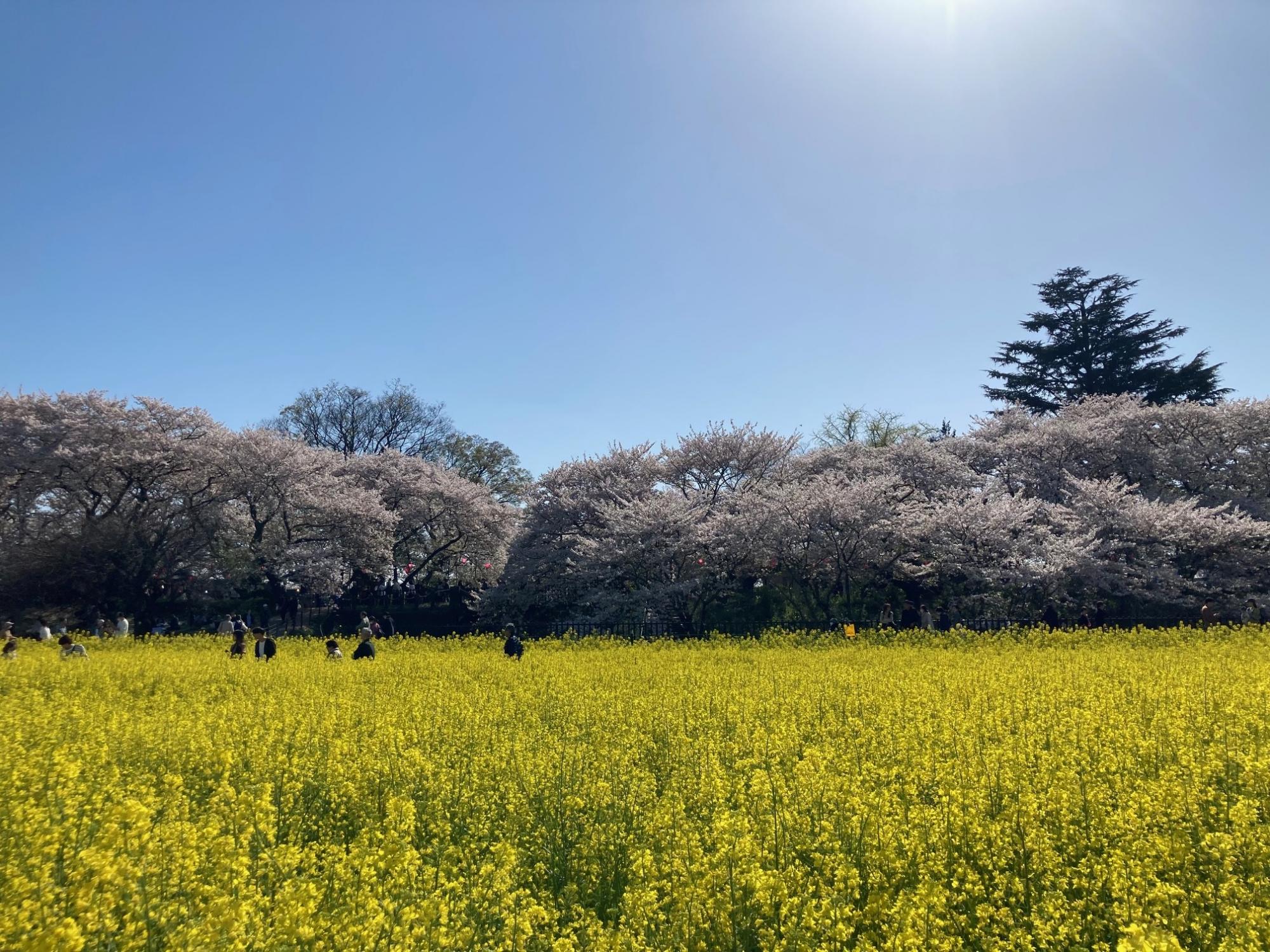 権現堂堤(権現堂公園)